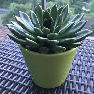 Meet your Posher, Phillip